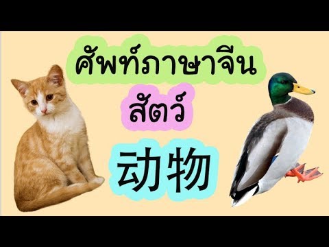 ศัพท์ภาษาจีน สัตว์ 动物 | เนื้อหาที่เกี่ยวข้องคํา ราชาศัพท์ หมวด สัตว์ที่แม่นยำที่สุด