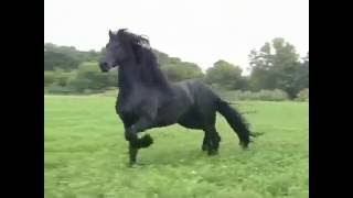 Фриз  мощь, грация, красота Самая красивая порода лошадей Фризская лошадь Fresian horse