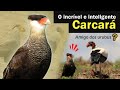 CARCARÁ - Ave de rapina incrível e inteligente | Carancho ou Caracará!