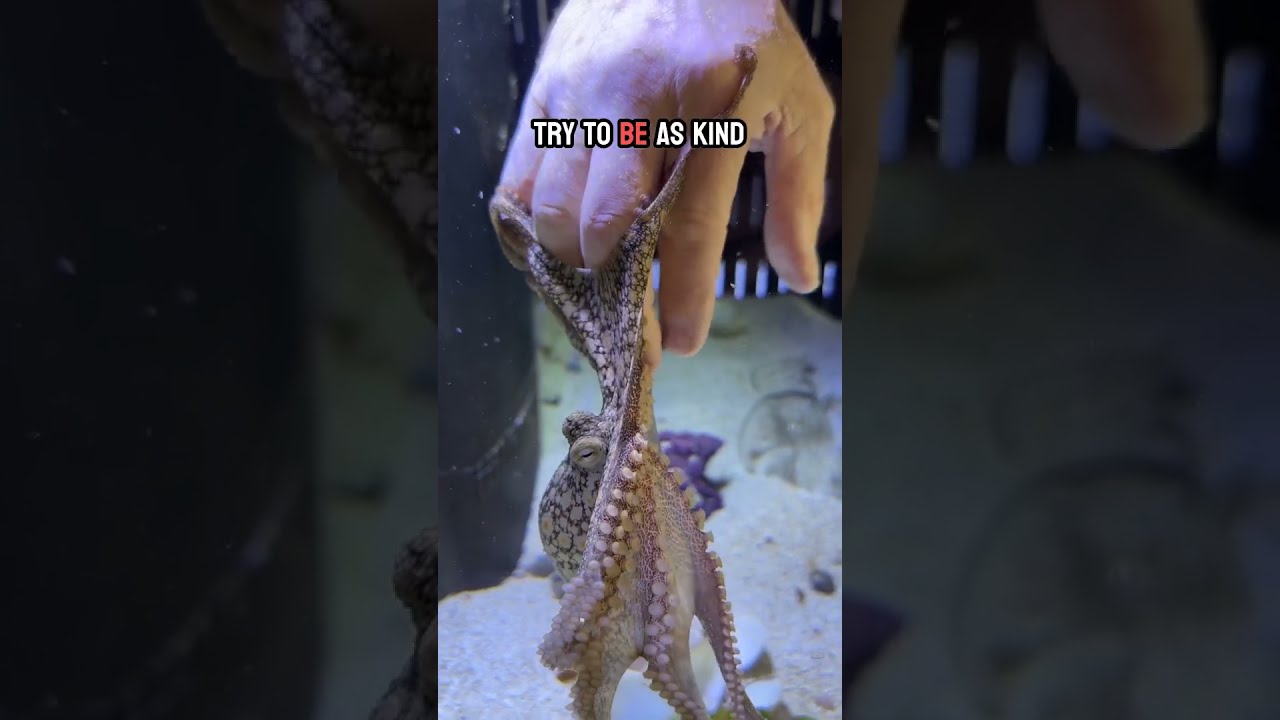 My Octopus Is Very Moody