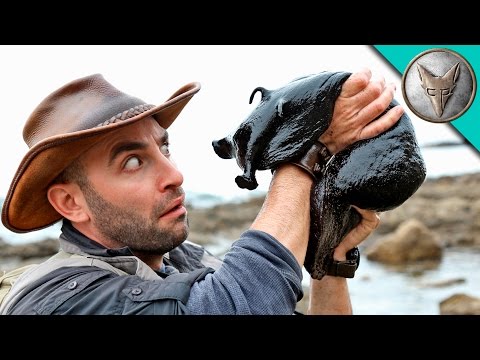 Video: Sea hare, or bearded seal