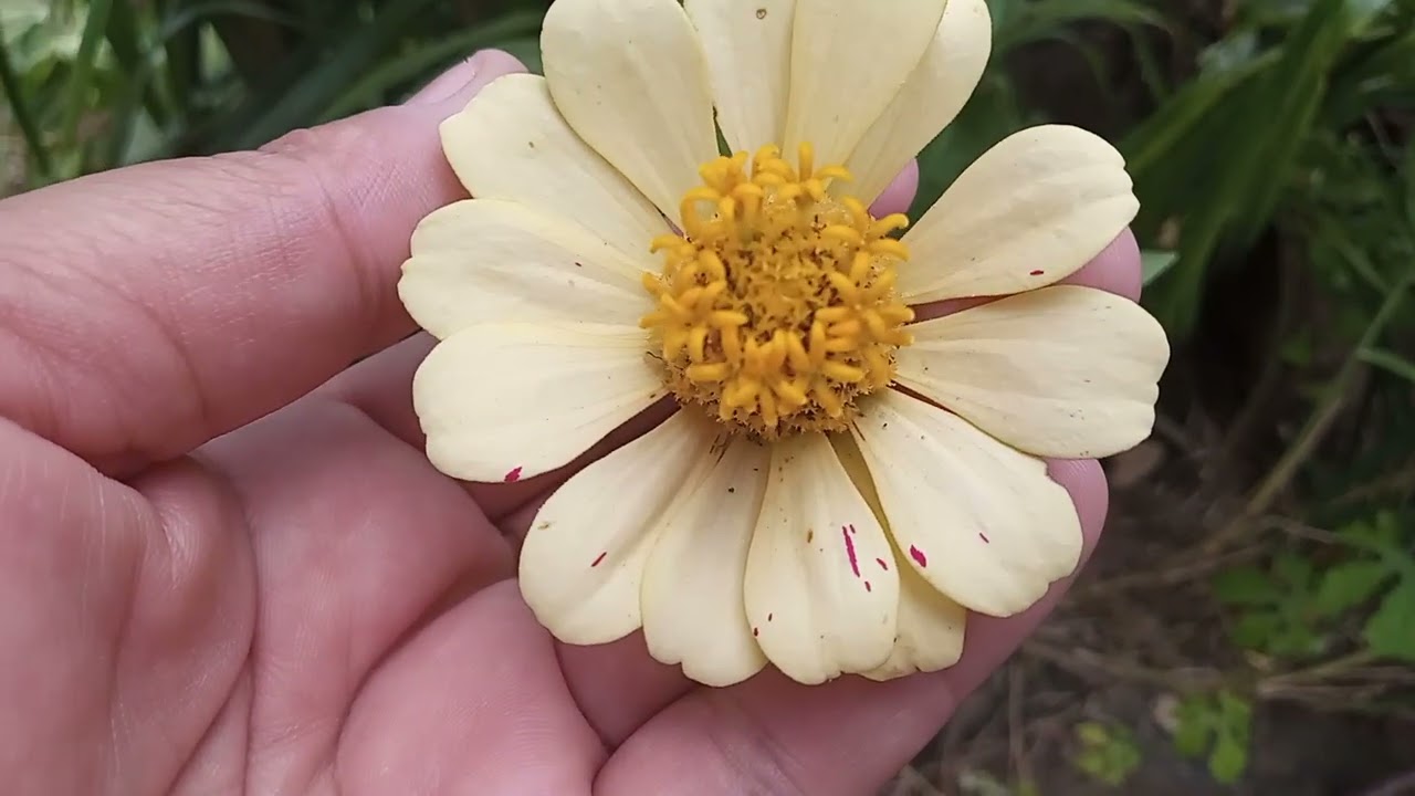 Plantas novas🥰 tour #creator #jardim #tour 