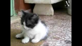 lqxed ist eZ *lispelkönig* returns