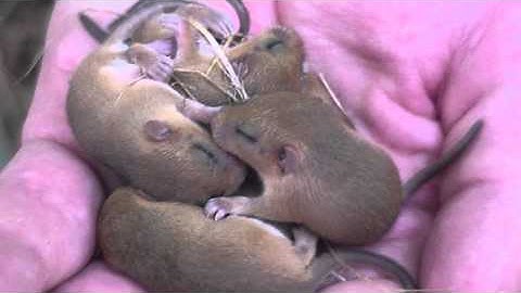 A guide to surveying young dormice