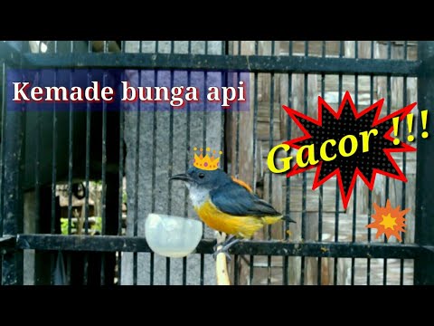 Suara Burung Kemade Bunga Api Gacor!!!