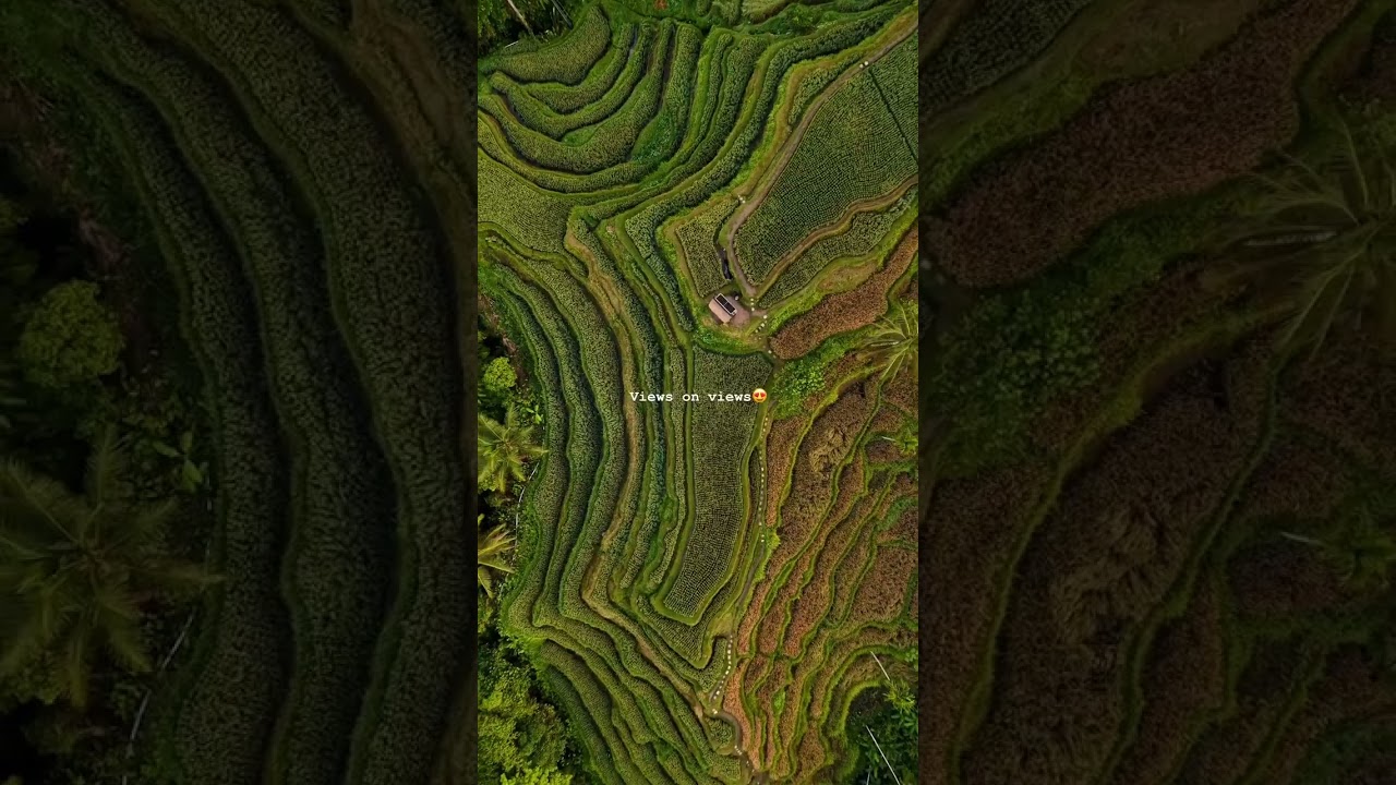 Best Rice Terraces in Bali - Must visit! #bali #riceterrace #travelvlog