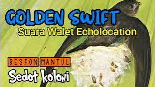 Sp. Golden Swift resources, Suara Panggil Burung walet echolocation