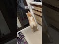 密室逃脫