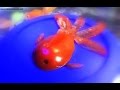 Carving Fish Using Tomato | Tomato Goldfish(Vegetable Carving) Carving Fish Using Tomato | Tomato Goldfish(Vegetable Carving)