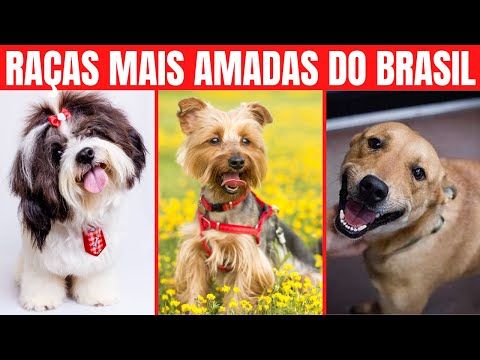 Vídeo: As 12 raças de cães mais amorosos