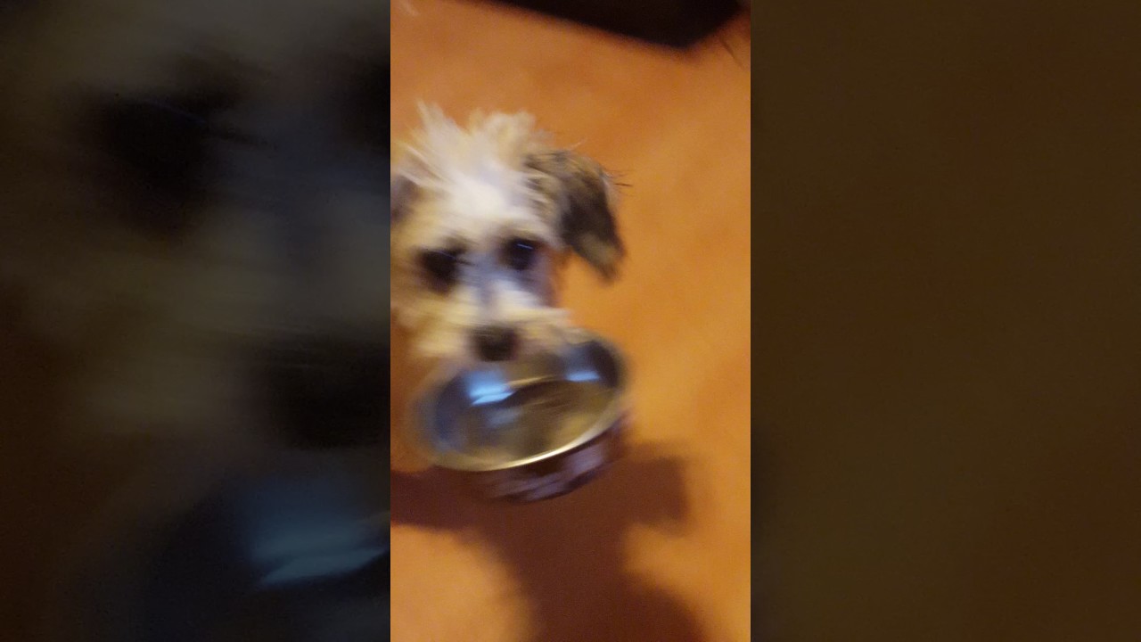 Puppy Carrying Bowl YouTube