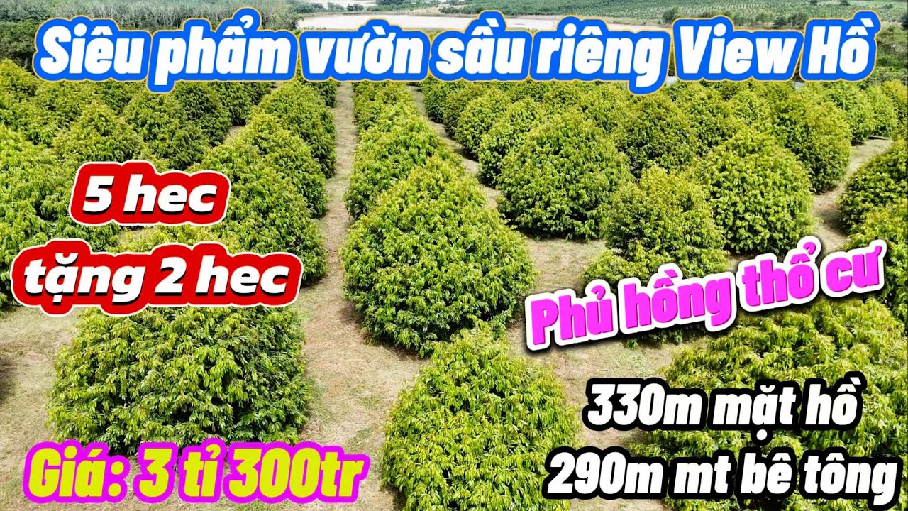 5 hec tặng 2 hec vườn Sầu Riêng View hồ siêu đẹp. 💰3,3 tỉ. 330m mặt hồ, 290m mt bê tông, phủ hồng tc