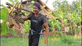 The current state of the garden - pulling out cassava and cutting down bananas with the help of m...