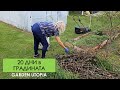20 ДНИ в ГРАДИНАТА Косене дробене подхранване с ЖЕЛЯЗО 20 ДНИ в ГРАДИНАТА Косене дробене подхранване с ЖЕЛЯЗО