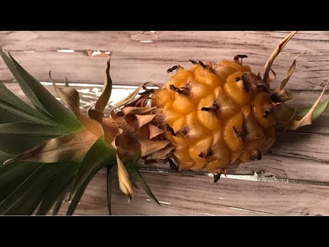 my Pineapple plant from - YouTube