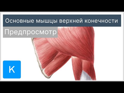 Основные мышцы верхней конечности (предпросмотр) - Анатомия человека | Kenhub