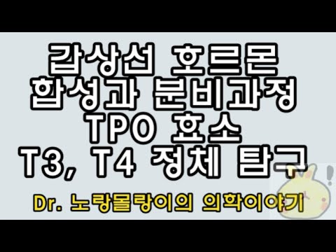 갑상선호르몬(Thyroid hormone) 합성과 분비과정, TPO 효소, Total/free T3, T4 정체탐구