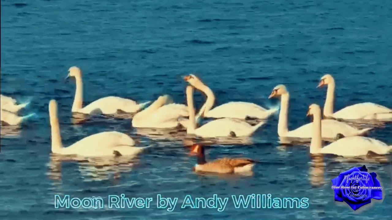 Guarda Moon River by Andy Williams su YouTube Guarda Moon River by Andy Williams su YouTube