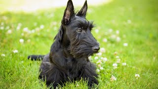 How to Train Your Soft Coated Wheaten Terrier for Competitive Obedience