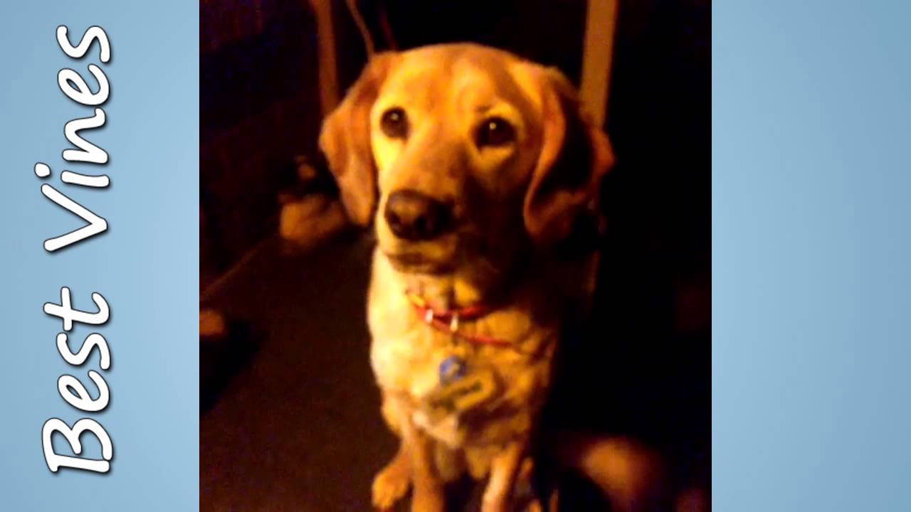 Dog pick up lines.. by Jacko Brazier - Best Vines #10