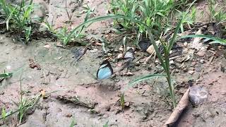 デモフィレキスジシロチョウItaballia demophile アルサルテセセリHeliopetes arsalte 2022/12/07 El Salto Road Panama