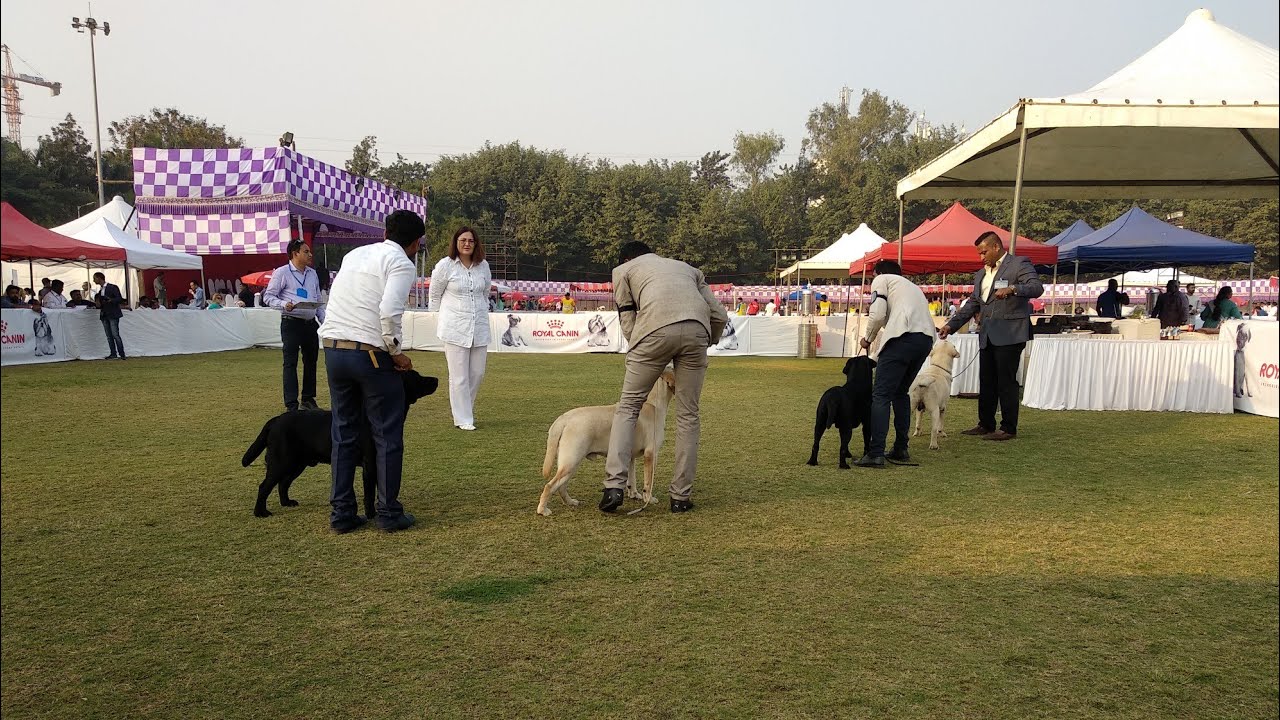 Poona Dog Show 2019 2019 Pune Dog Show Poona Kennel Confederation