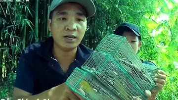 Cách đặt rắn mối 1 lồng 2-3 con của vũ heo