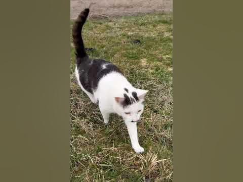 Кот Муник охотится на мышей в поле - YouTube