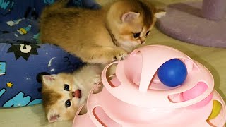 3 minutes of positive - funny Kittens play with each other by Happy kittens – Alfa Assoluto 4,879 views 1 year ago 2 minutes, 53 seconds