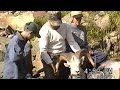 Stone Sheep Hunt