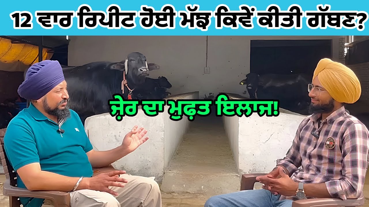 ਕਿਹੜੀ ਖੁਰਾਕ ਦੁੱਧ ਤੇ ਫੈਟ ਲਈ ਲਾਹੇਵੰਦ||ਰਿਪੀਟਰ ਪਸ਼ੂਆਂ ਦਾ ਇਲਾਜ||ਜ਼ੇਰ ਦਾ ਬਿਲਕੁਲ ਫਰੀ ਹੱਲ||