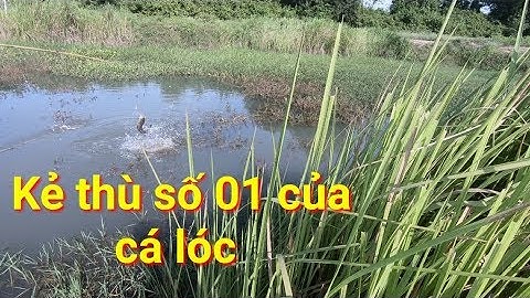 Câu Cá Lóc Nhấp Cá Lóc Nhấp Vịt Cá Lóc Khủng Cỡ Nào Củng Phải Lên Bờ