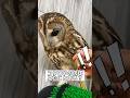 フクロウの肉球見たことある?