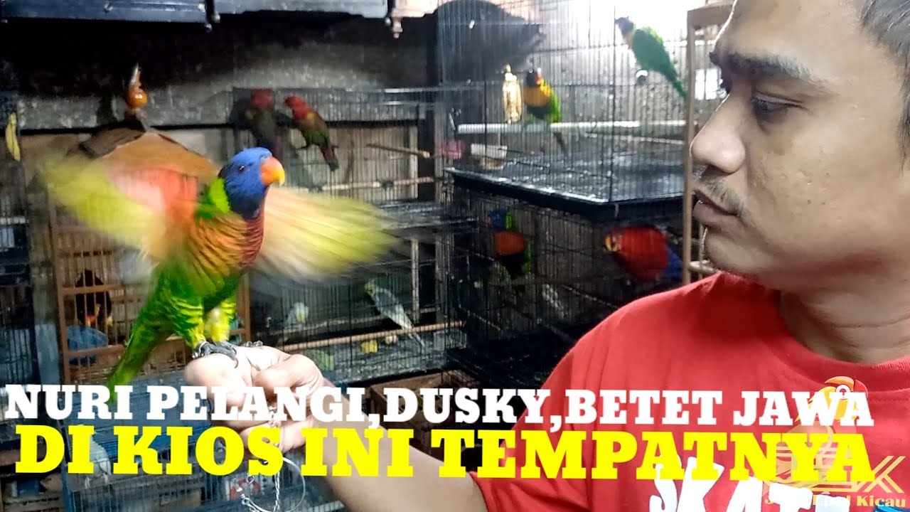 JABRIK BRID SHOP SPESIALIS BURUNG PARUH BENGKOK DAN BURUNG OCEHAN YANG ADA DIPASAR BURUNG PRAMUKA