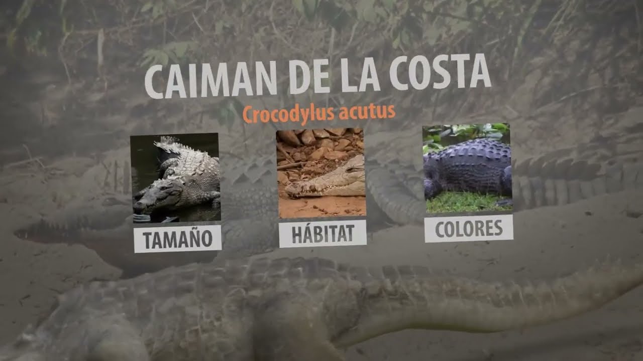 Infografia animada del Caiman de la Costa ( Crocodylus acutus ) - YouTube