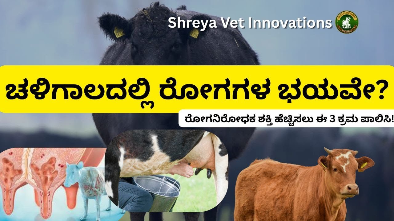 ಹೈನುರಾಸುಗಳ ರೋಗನಿರೋಧಕ ಶಕ್ತಿ ಹೆಚ್ಚಿಸುವುದು ಹೇಗೆ? |Cattle Immunity in Winter| Shreya Vet Innovations