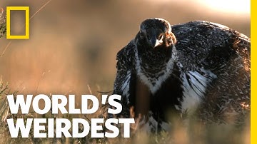 The Sage Grouse