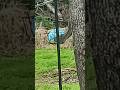 Squirrels Shenanigans #garden