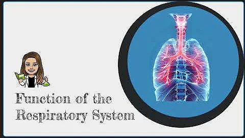 What is the Function of the Respiratory System?