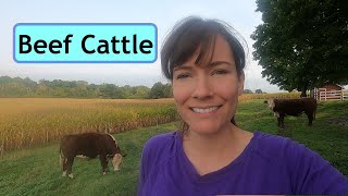 Small Scale Cattle Farming