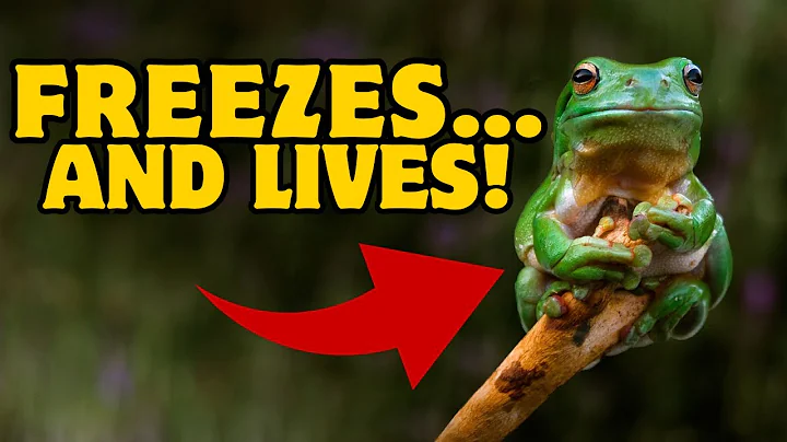 This Frog Freezes Solid… Yet Comes Back to Life — The Wood Frog Miracle!