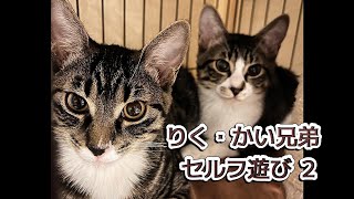 【兄弟猫のグリム童話ごっこ遊び😸😻】