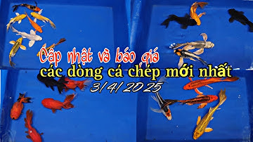 CẬP NHẬT VÀ BÁO GIÁ GIÁ CÁC DÒNG CÁ CHÉP MỚI NHẤT.