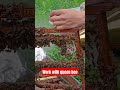 Work with bee queen #beekeeping