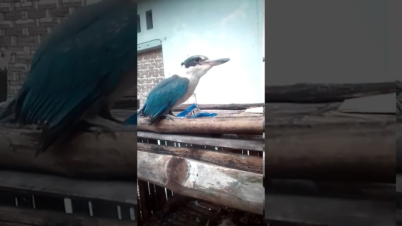 Burung Tengkek Udang Jinak Youtube
