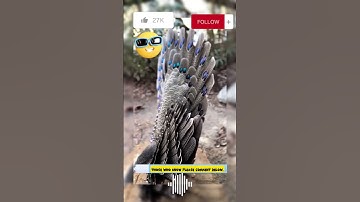 the bird with the most beautiful feathers in the world😍