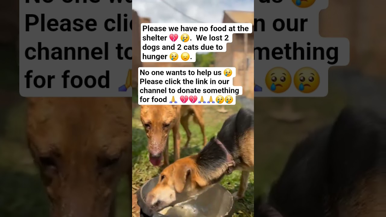 Ec53ea86 D293 11f0 B5fc 0ec6c47f9f54 0 - YouTube Auto PHP Script