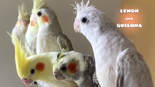 I Stop Filming My Baby Birds
