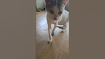 Cat Catlovers 