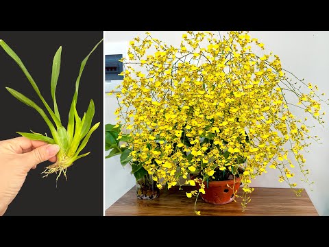 Vídeo: Cultivar orquídies en contenidors: les orquídies necessiten testos especials per créixer?